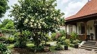 9 Pohon Buah Berbunga Indah yang Akarnya Tidak Merusak Pondasi Rumah