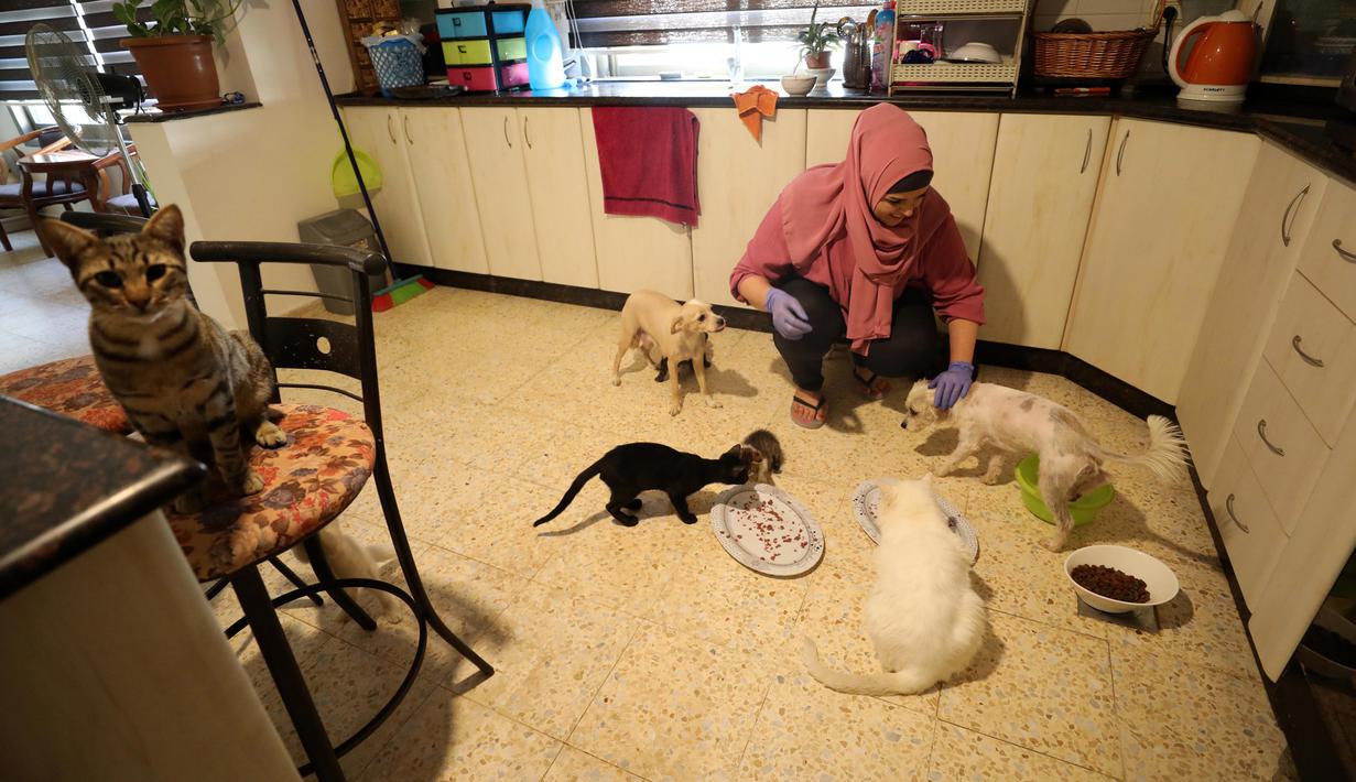 Jual Beli Kucing Peliharaan Di Kota Jakarta Barat Dki Jakarta