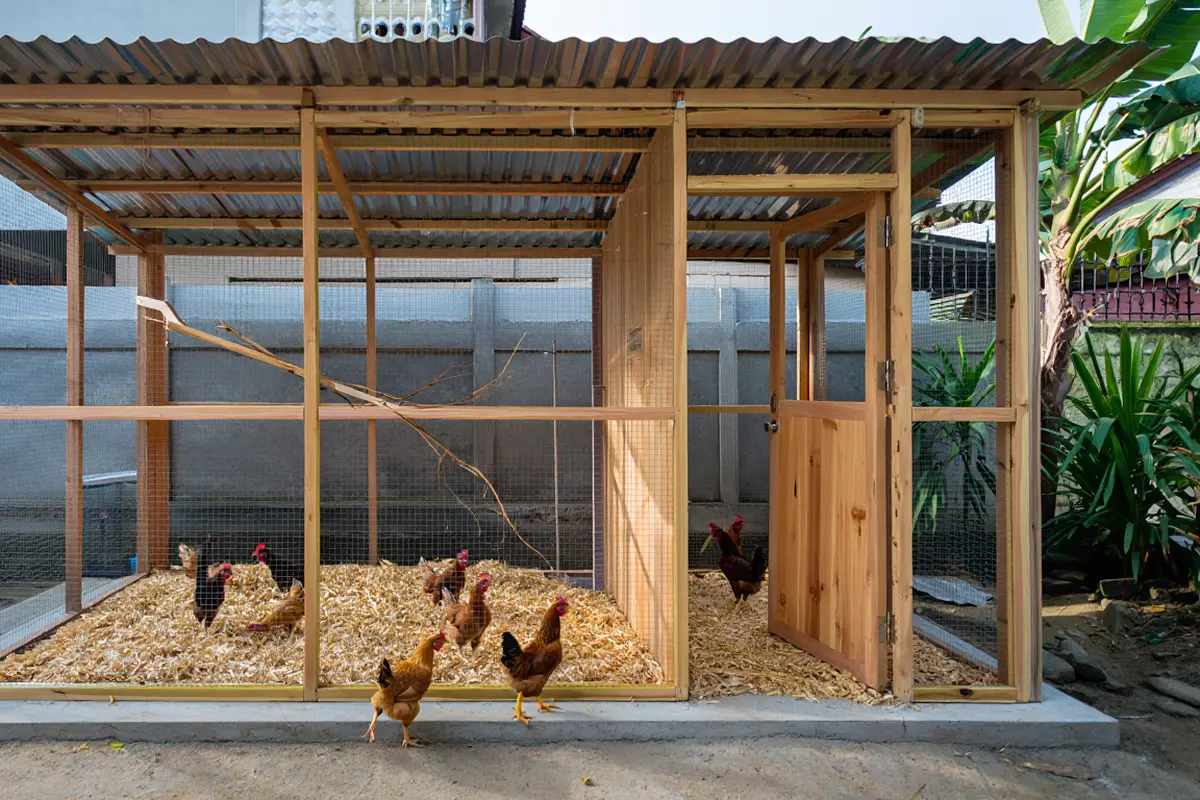 Ide kandang ternak ayam ukuran 2x2 meter di belakang rumah (Foto: Reve Art AI)