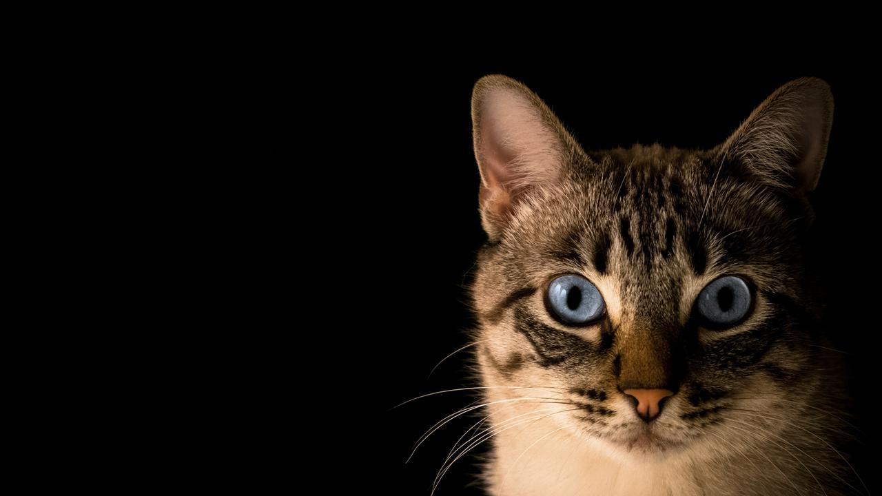 Ilustrasi Kucing
