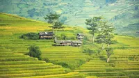 Pertanian di pedesaan Bali. (Bola.com/Pixabay)