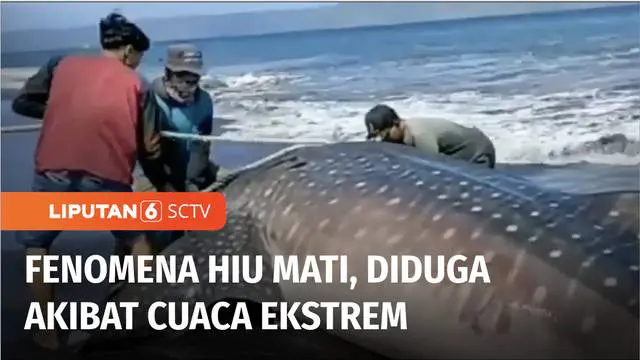 Seekor hiu tutul mati terdampar di pesisir Lumajang, Jawa Timur. Sementara di Jember, warga juga menemukan seekor hiu sepanjang 8 meter mati terdampar. Fenomena hiu mati ini diduga karena peralihan musim yang mengakibatkan cuaca ekstrem.