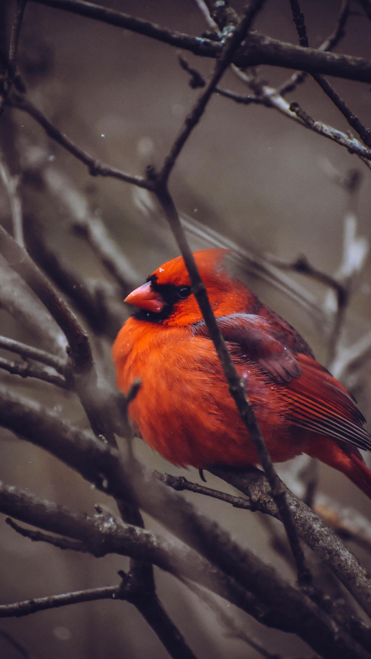 <b>Burung Kardinal Utara</b>