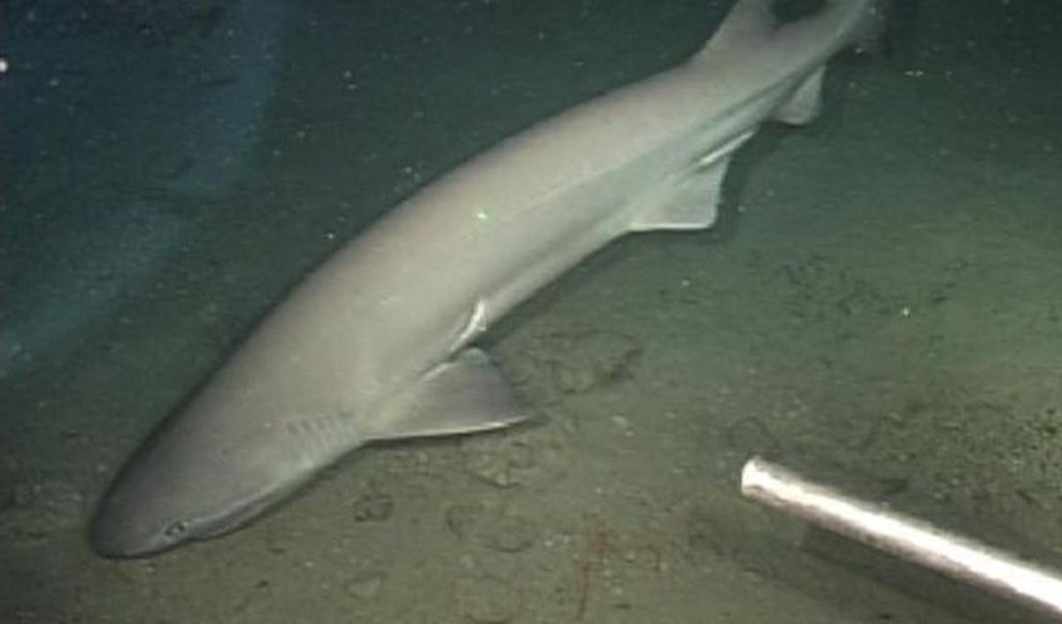 10. Hiu Sixgill<br>