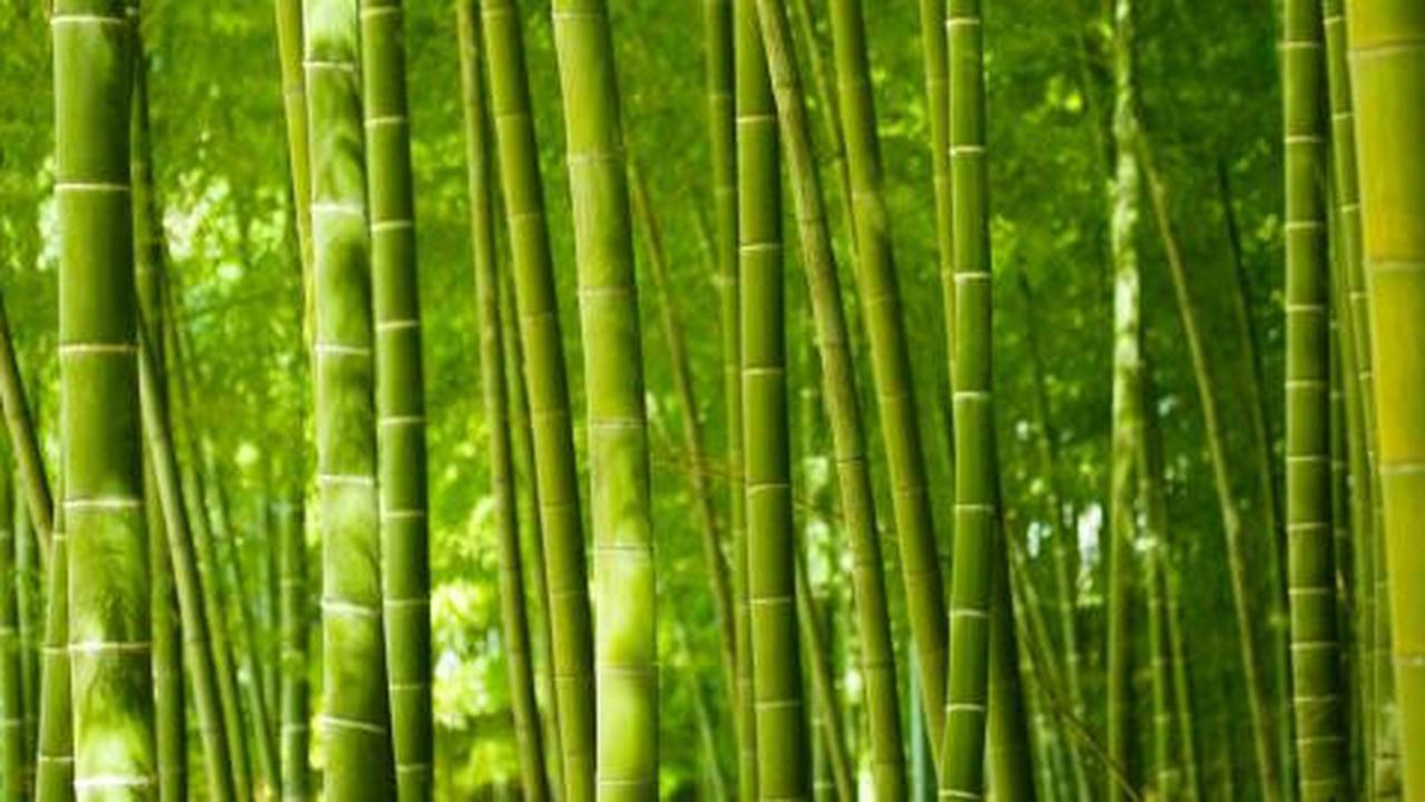 Tebang bambu tetangga, 2 warga Magelang ditahan Kejari