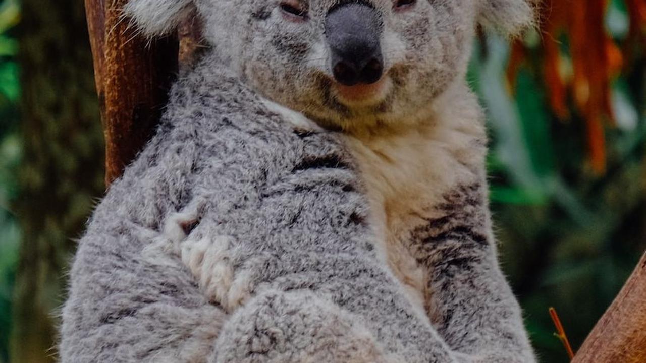9. Koala<br>