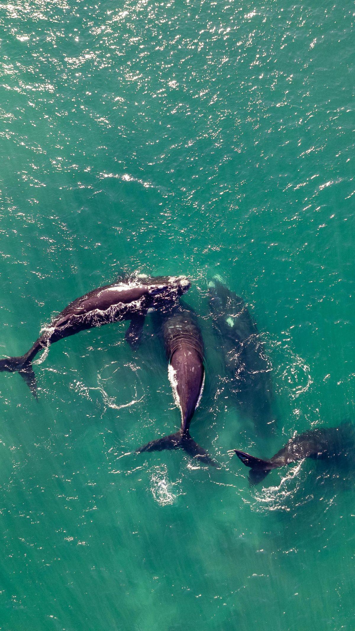 7. Paus Orca&nbsp;<br>