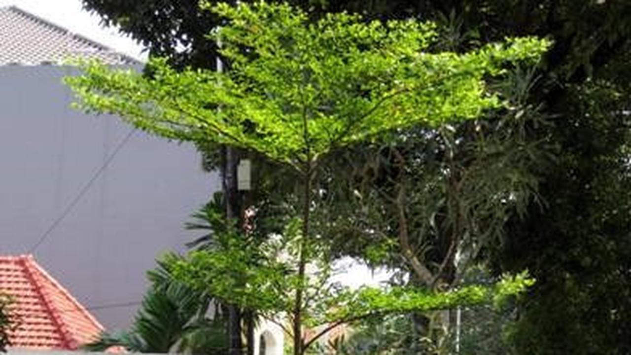 Ketapang Kencana