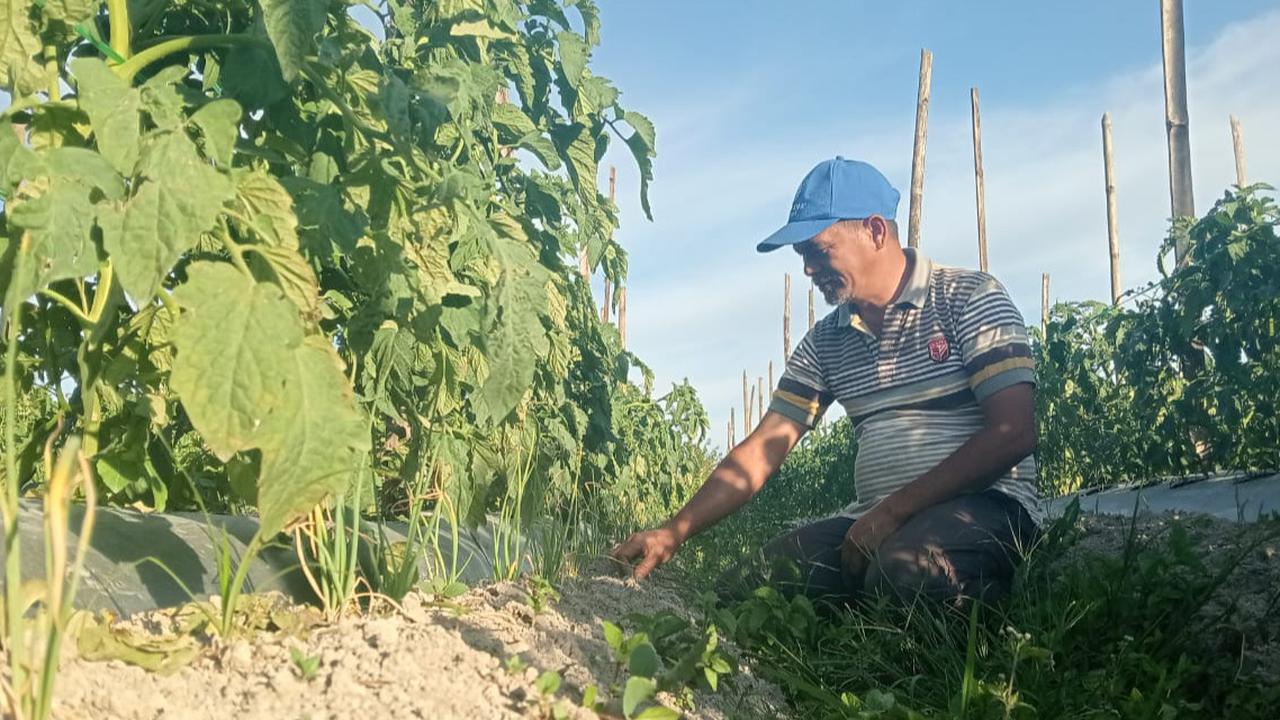 Cerita Petani Humbang Hasundutan Sukses Tanam Bawang Merah dari Biji, Hemat Biaya & TIngkatkan Produksi