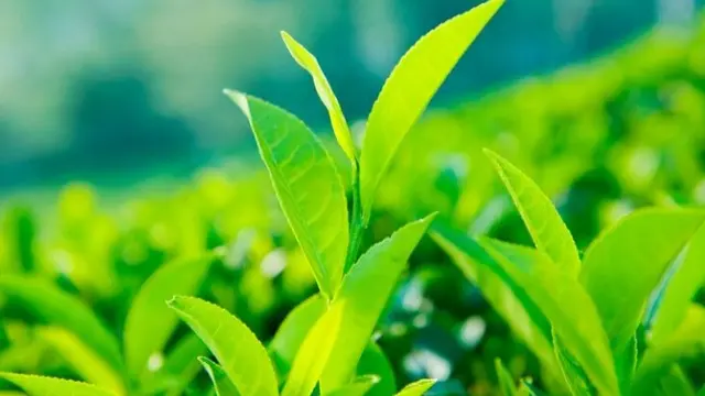 Daun Teh Hijau (Sumber: freepik.com)