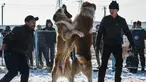 Dua pria melihat anjing Alabay miliknya saat bertarung di Kota Bishkek, Kyrgyzstan (18/11). Sekitar 23 pemilik membawa anjing mereka untuk ambil bagian dalam acara pertempuran untuk gelar "juara breed". (AFP Photo/Vyacheslav Oseledko)