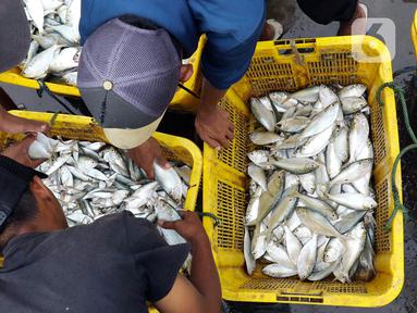 Nelayan membongkar ikan hasil tangkapan di Pelabuhan Muara Angke, Jakarta, Selasa (27/12/2022). Kementerian Kelautan dan Perikanan (KKP) pada 2023 menargetkan peningkatan nilai ekspor komoditas kelautan dan perikanan hingga mencapai USD 7,6 miliar. (Liputan6.com/Herman Zakharia)