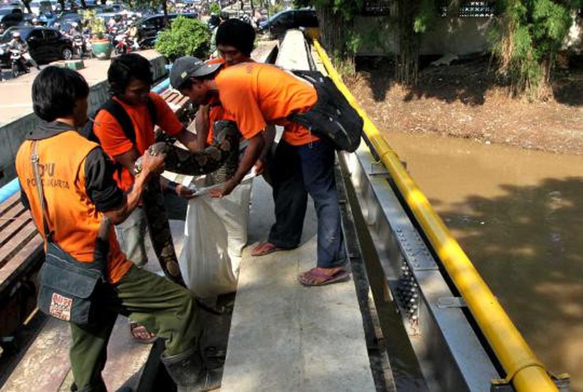Ular sanca 6 meter ditemukan di Jalan Jenderal Sudirman
