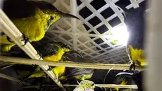 Bagasi Bus Dibuka, Petugas Temukan 991 Burung Kicau
