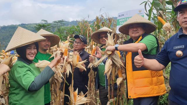 Bupati Garut Rudy Gunawan bersama Rizaludin Kurniawan, salah satu pimpinan Baznas RI, serta Forkopimda Garut dalam panen raya jagung program lumbung pangan Banzas RI di Desa Mulayajaya, Banjarwangi. (Liputan6.com/Jayadi Supriadin)