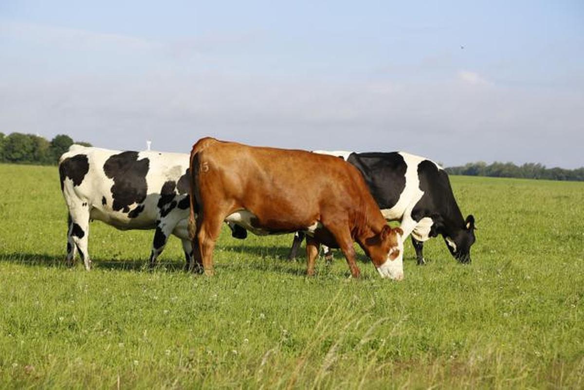Cara Memulai Ternak Sapi Skala Kecil di Usia 40 Tahun dengan 2 Ekor Sapi