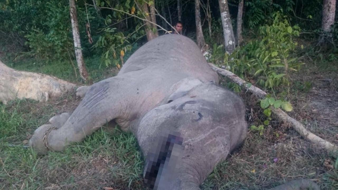 Ini kondisi mengenaskan gajah Yongki ditemukan mati tanpa gading