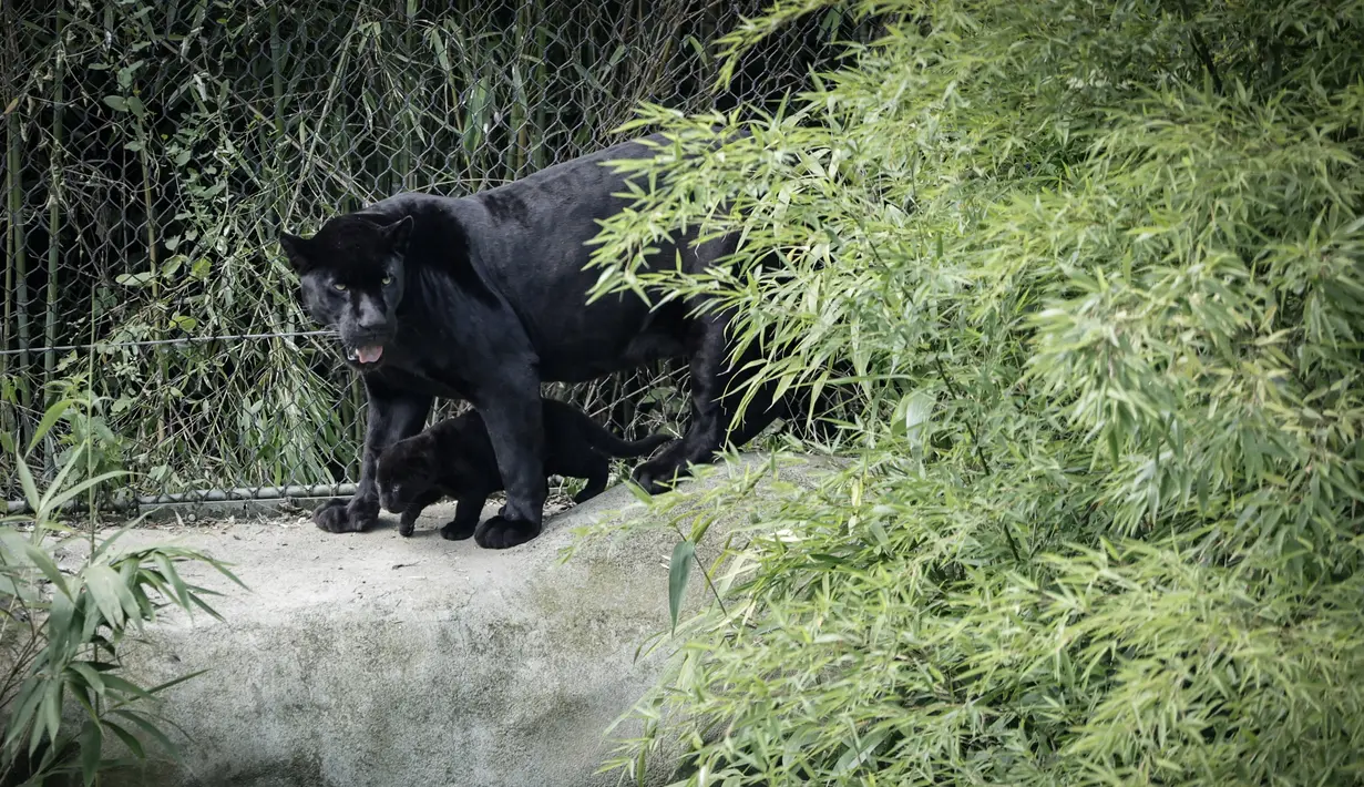 Kelahiran jaguar di penangkaran ini merupakan yang kelima di dunia pada tahun ini. (STEPHANE DE SAKUTIN / AFP)