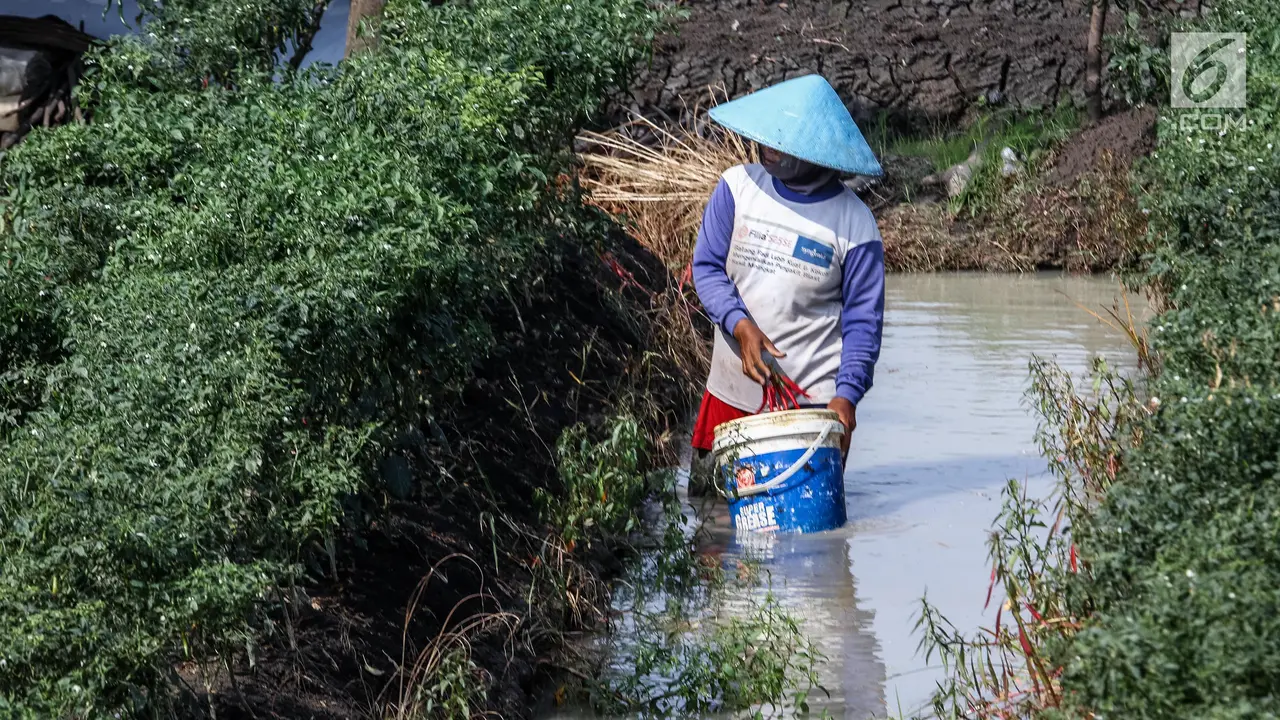 Akibat Cuaca Buruk, Hasil Panen Cabai di Brebes Menurun