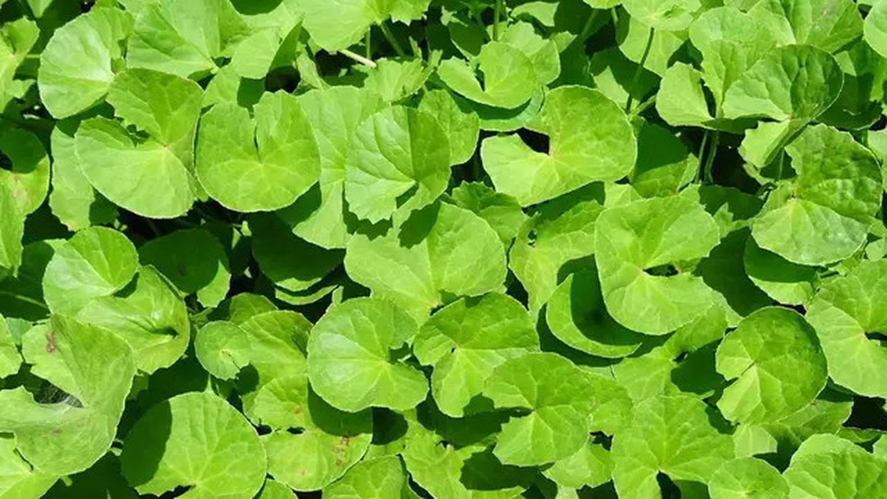Manfaat Centella Asiatica dan Cara Mengolahnya, Daun Pegagan untuk Kesehatan Kulit hingga Otak
