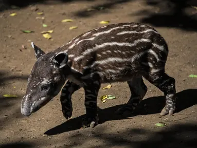 Tapir berumur satu tahun yang bernama"Milagro" terlihat di kandangnya di Kebun Binatang Nasional di Masaya, Nikaragua, pada 10 Desember 2020. Tapir adalah salah satu mamalia yang terancam punah di Nikaragua akibat degrasi habitatnya. (Inti OCON / AFP)