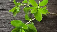 5 Manfaat Daun Beluntas untuk Kesehatan, Mulai dari Ringankan Gejala Rematik hingga Masalah Kulit
