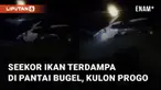 Seekor ikan berukuran cukup besar ditemukan terdampar di pinggir pantai