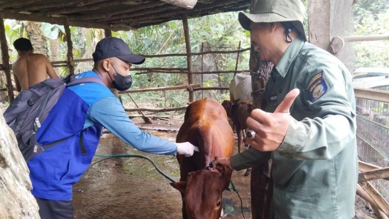 Jelang Ramadhan, Dinas Pertanian OKU Gencarkan Vaksinasi PMK Gratis untuk Hewan Ternak
