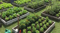 7 Ide Kebun Sayur Bedengan Sederhana untuk Ibu PKK, Mudah Diterapkan