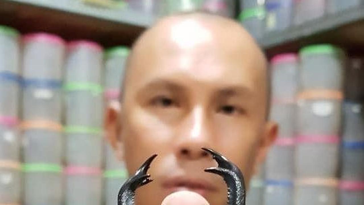 Pria Ini Keliling Indonesia hingga Luar Negeri Demi Berburu Serangga, Koleksinya Capai Ribuan