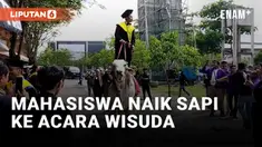 Nyeleneh! Mahasiswa Ini Naik Sapi ke Wisuda Univet Bantara