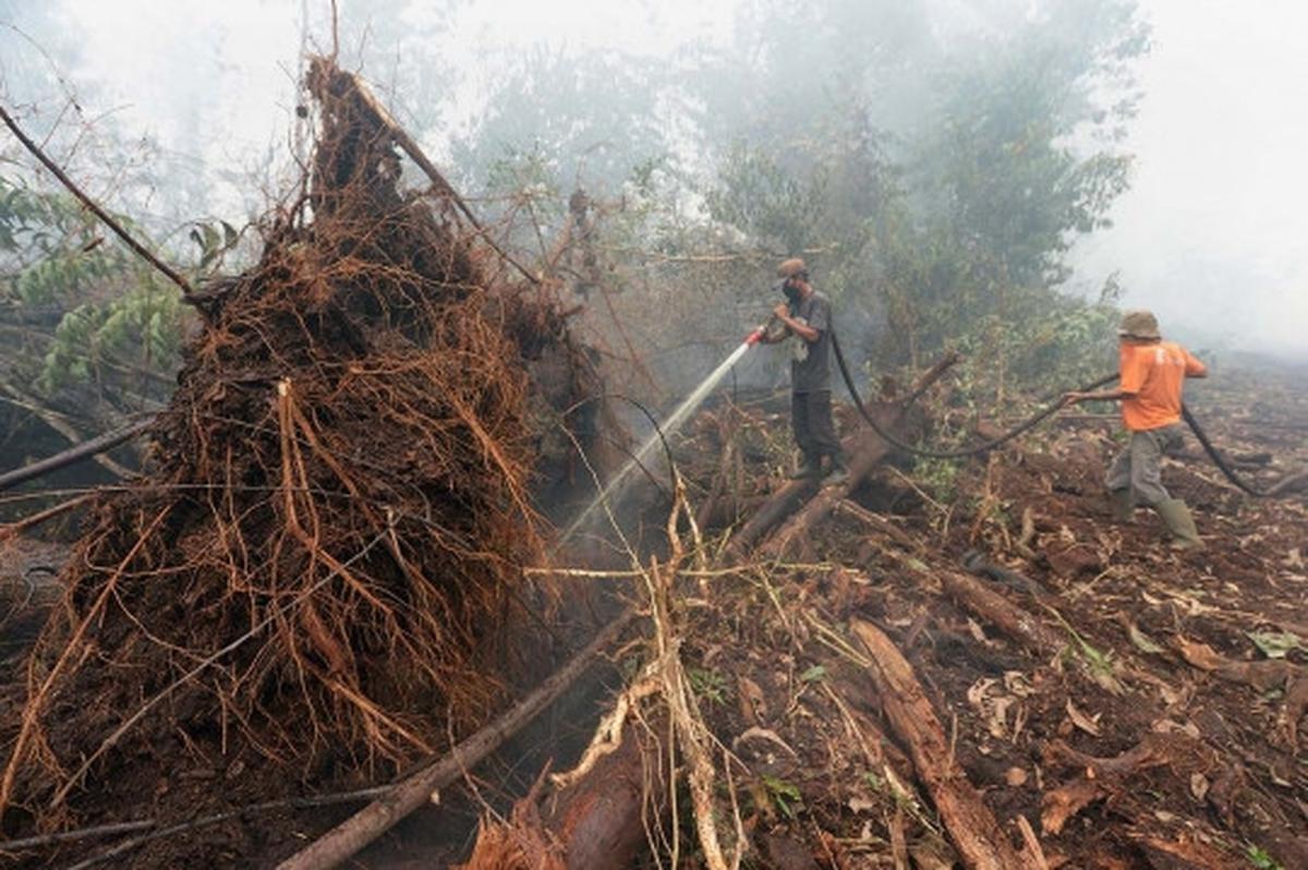 Kisah pekerja kebun kelapa sawit berjibaku padamkan kebakaran hutan