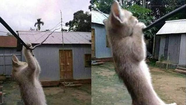 Aksi 6 Hewan Olahraga Ini Gerakannya Kocak Bikin Senyum Senyum Hot Liputan6 Com