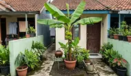 7 Cara Membuat Pohon Pisang Kerdil Cepat Berbuah, Cocok untuk Lahan Sempit