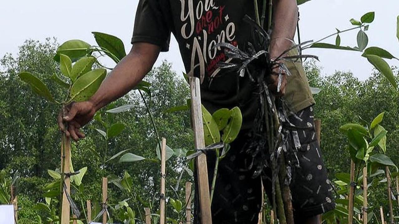 Indonesia adalah negara dengan hutan mangrove paling luas di dunia.