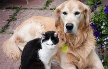 Kucing dan Anjing Liar Sering Masuk Rumah? Waspadai 4 Risiko Penyakit Ini