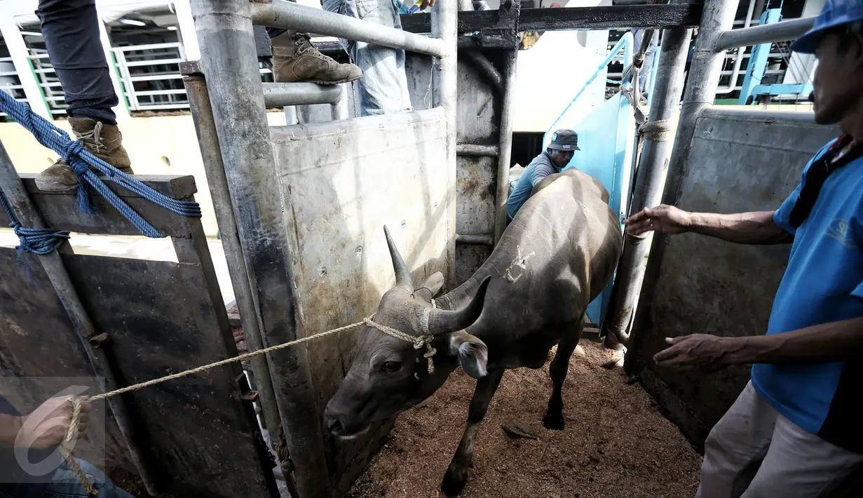 Petugas melakukan bongkar muat sapi yang baru tiba di Pelabuhan Tanjung Priok, Jakarta, Selasa (9/2). Pemerintah mendatangkan 500 ekor sapi agar bisa menekan harga daging di pasaran hingga kisaran Rp 85.000-Rp 90.000 per kg. (Liputan6.com/Faizal Fanani)