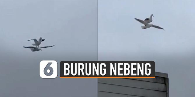 VIDEO: Kocak, Burung Boncengan Saat Terbang
