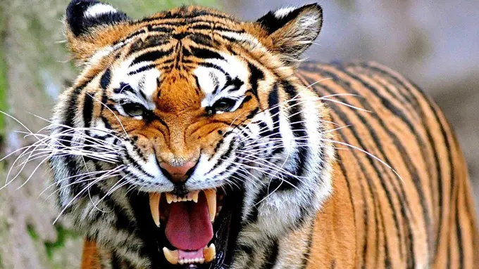 Biadab! Polisi Tembak dan Bagikan Daging Harimau Sumatera