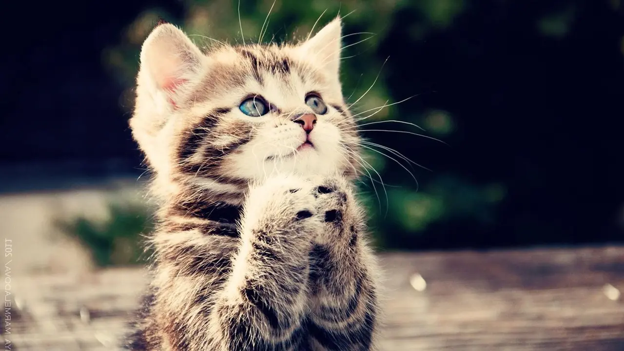 9 Bukti Manusia Lebih Sayang Sama Kucing daripada Dirinya Sendiri