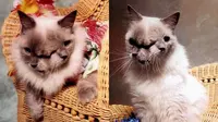 Kucing 'Janus' Tertua Punya Satu Otak Dua Wajah, Hidup 15 Tahun Lalu Disuntik Mati Akibat Kanker