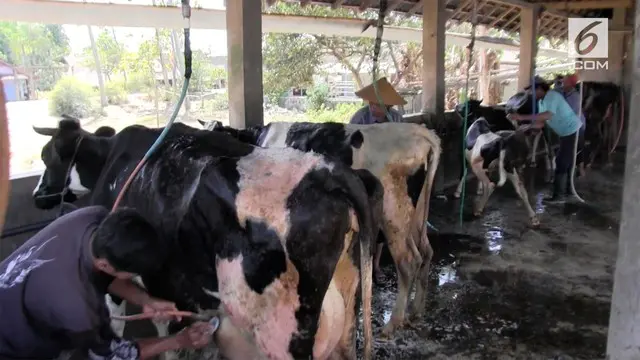 Jasa tempat cucian sapi ramai dikunjungi peternak menjelang Hari Raya Idul Adha. Dengan dibersihkannya sapi, harga jual sapi bisa meningkat\\