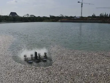 Ribuan ikan mati dan terapung di Danau Citra 6 Perumahan Citra Garden City, Kalideres, Jakarta, Sabtu (19/12). Ribuan ikan mati diduga akibat fenomena alam yaitu perubahan cuaca yang ektrim sehingga merusak ekosistem danau. (Liputan6.com/Gempur M Surya)