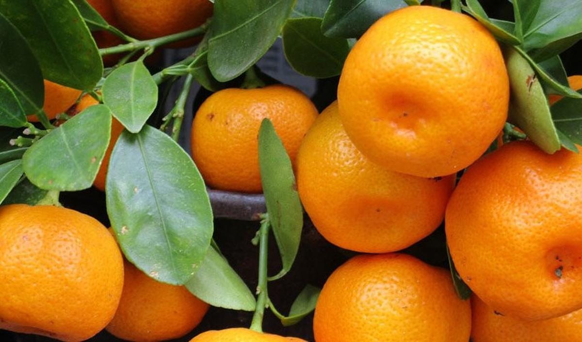 6.&nbsp;Jeruk Mandarin: Lambang Kemakmuran Rejeki