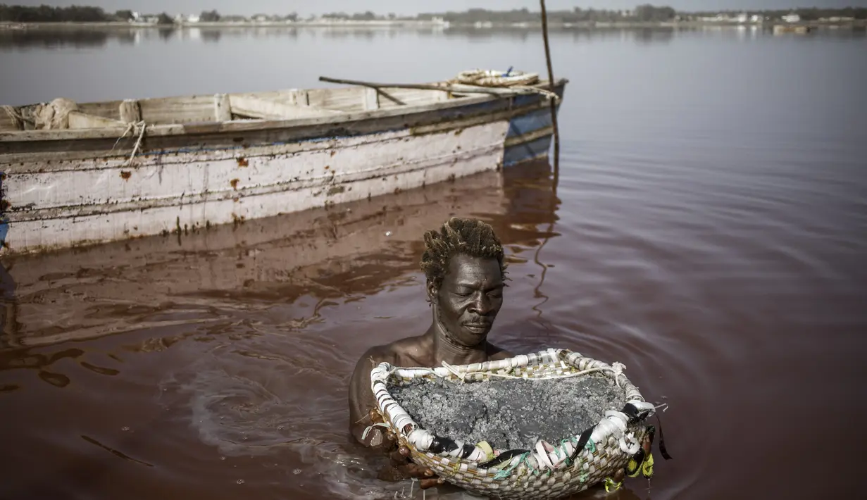 Toure, pemanen garam Gambia, memegang keranjang berisi garam yang dikumpulkan dari kerak dasar Danau Retba di Senegal pada 16 Maret 2021. Danau Retba, atau dalam bahasa lokal disebut Lac Rose hanya dipisahkan oleh sejumlah bukit bercelah sempit dari Samudera Atlantik. (MARCO LONGARI/AFP)