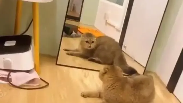 7 Potret Nyeleneh Kucing Bermain dengan Bayangannya Ini Absurd Banget