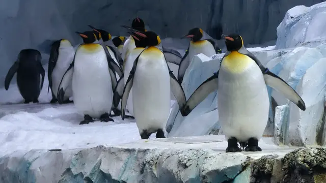 Pusat Konservasi Penguin Terbesar di Detroit