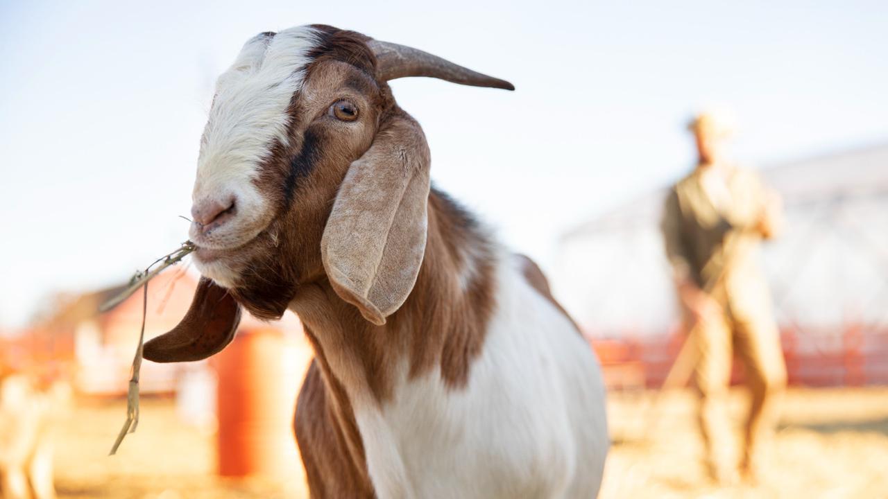 Ciri-ciri Kambing Kurban yang Sehat, Penting Diketahui agar Daging Aman Dikonsumsi