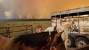 Dawn Garofalo menempatkan kuda-kudanya di kandang sementara di tepi Danau Almanor saat Api Dixie mendekati Chester, California, Selasa (3/8/2021). (AP Photo/Noah Berger)