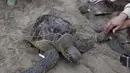 Penyu Hijau (Chelonia mydas) merangkak perlahan sebelum dikembalikan menuju laut di pantai Kuta, Bali, Sabtu (8/1/2022). Dengan bantuan relawan, TNI AL melepaskan 32 penyu hijau yang mereka sita dalam upaya penyelundupan di perairan pulau wisata Desember 2021 lalu. (AP Photo/Firdia Lisnawati)